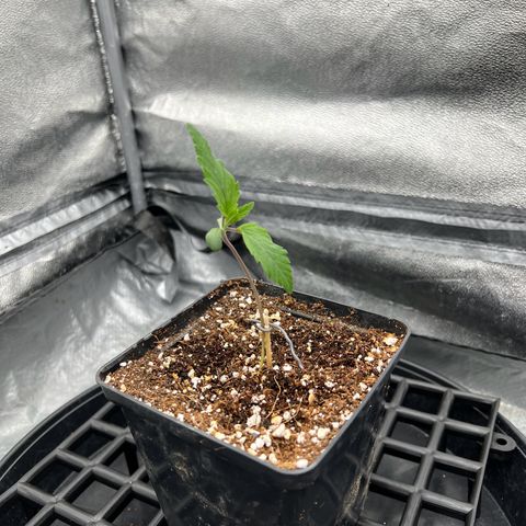 Mimosa x Orange Punch growlog timeline photo