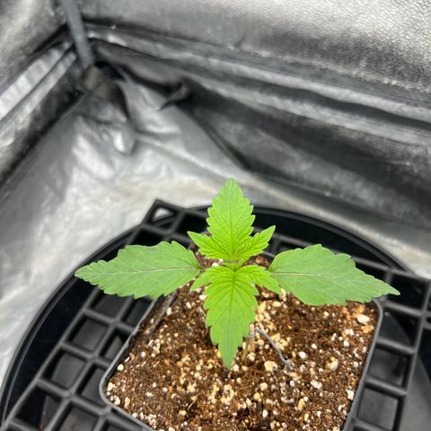 Mimosa x Orange Punch growlog timeline photo