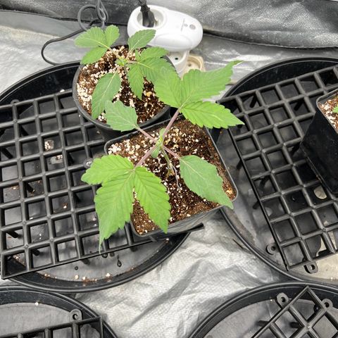 Mimosa x Orange Punch growlog timeline photo