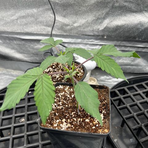 Mimosa x Orange Punch growlog timeline photo