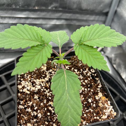 Mimosa x Orange Punch growlog timeline photo