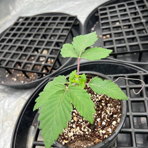 Mimosa x Orange Punch growlog timeline photo
