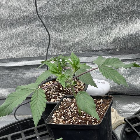 Mimosa x Orange Punch growlog timeline photo