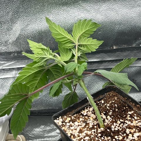Mimosa x Orange Punch growlog timeline photo