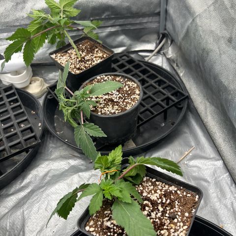 Mimosa x Orange Punch growlog timeline photo