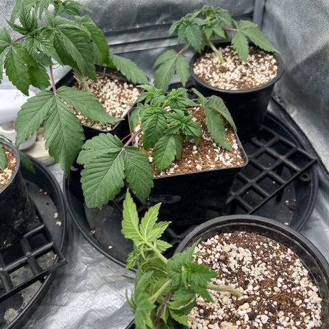 Mimosa x Orange Punch growlog timeline photo