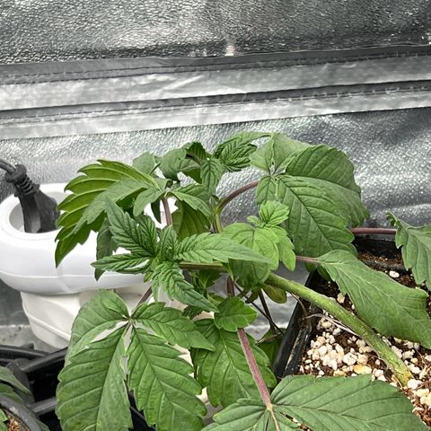 Mimosa x Orange Punch growlog timeline photo