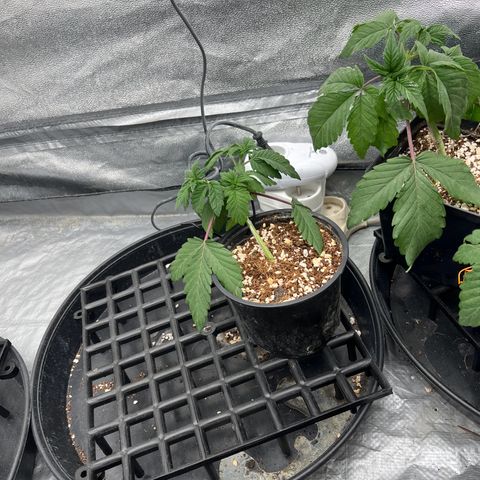 Mimosa x Orange Punch growlog timeline photo