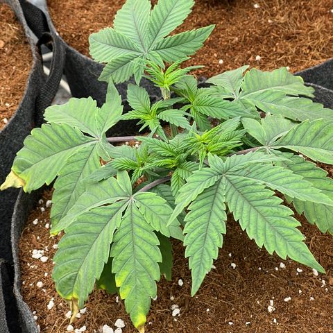 Mimosa x Orange Punch growlog timeline photo