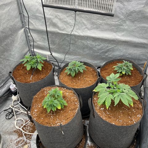 Mimosa x Orange Punch growlog timeline photo