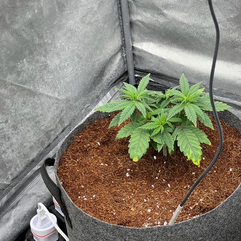 Mimosa x Orange Punch growlog timeline photo
