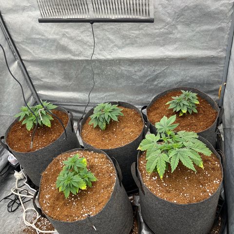 Mimosa x Orange Punch growlog timeline photo