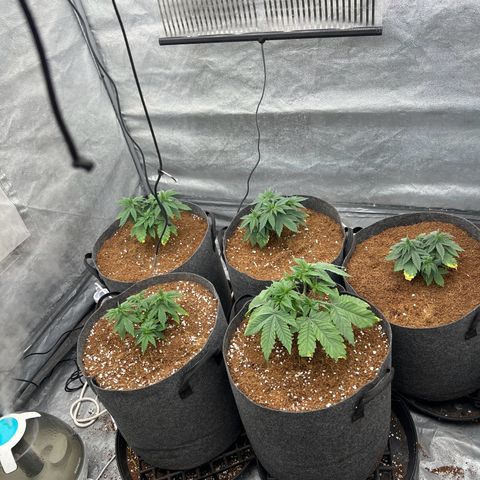 Mimosa x Orange Punch growlog timeline photo