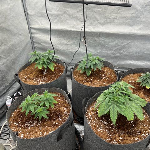 Mimosa x Orange Punch growlog timeline photo