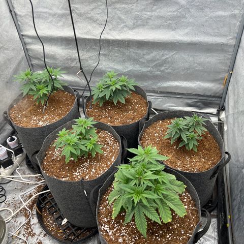 Mimosa x Orange Punch growlog timeline photo