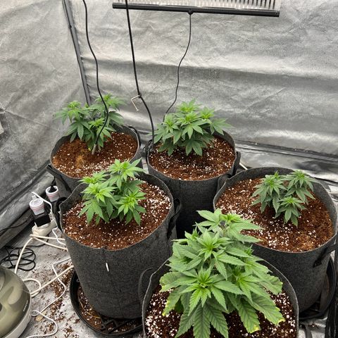Mimosa x Orange Punch growlog timeline photo