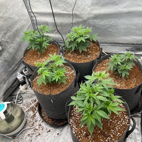 Mimosa x Orange Punch growlog timeline photo