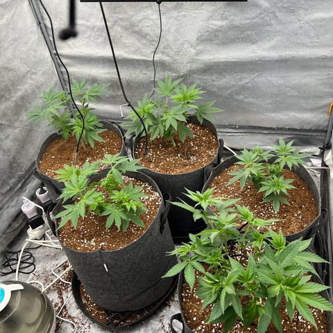 Mimosa x Orange Punch growlog timeline photo
