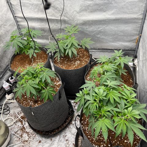 Mimosa x Orange Punch growlog timeline photo