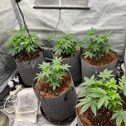 Mimosa x Orange Punch growlog timeline photo