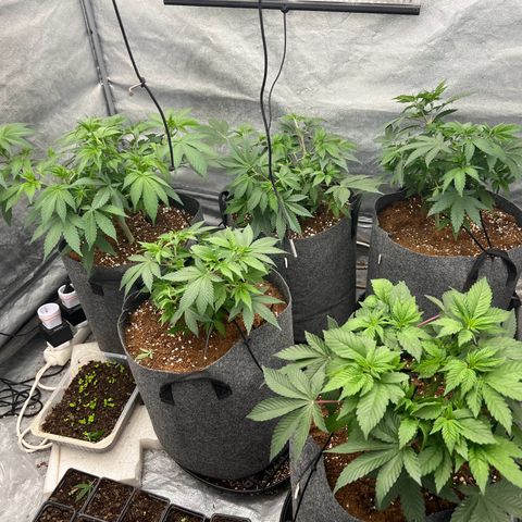 Mimosa x Orange Punch growlog timeline photo