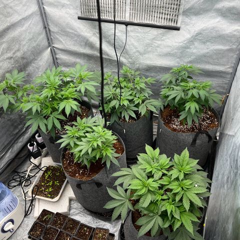 Mimosa x Orange Punch growlog timeline photo