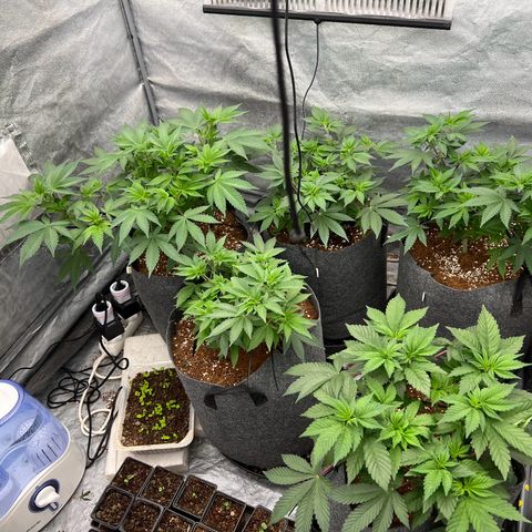 Mimosa x Orange Punch growlog timeline photo
