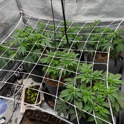 Mimosa x Orange Punch growlog timeline photo