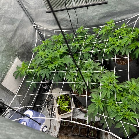 Mimosa x Orange Punch growlog timeline photo