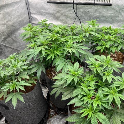 Mimosa x Orange Punch growlog timeline photo
