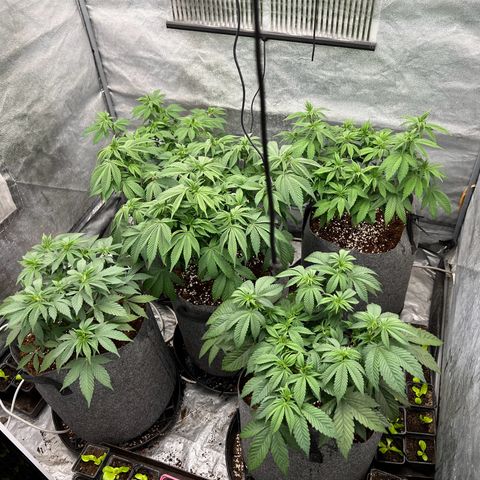 Mimosa x Orange Punch growlog timeline photo