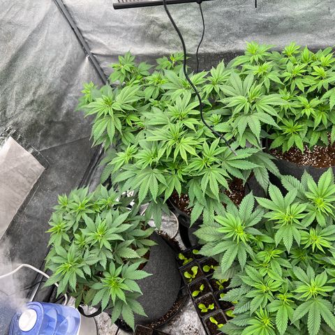 Mimosa x Orange Punch growlog timeline photo