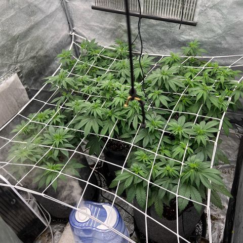 Mimosa x Orange Punch growlog timeline photo