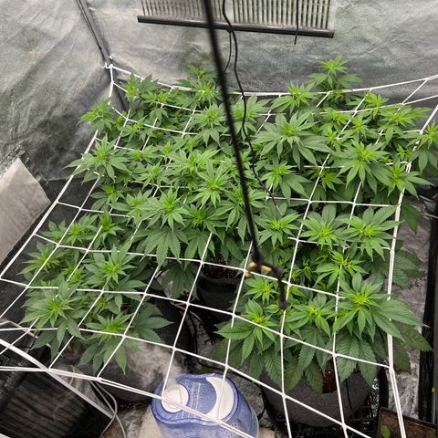 Mimosa x Orange Punch growlog timeline photo