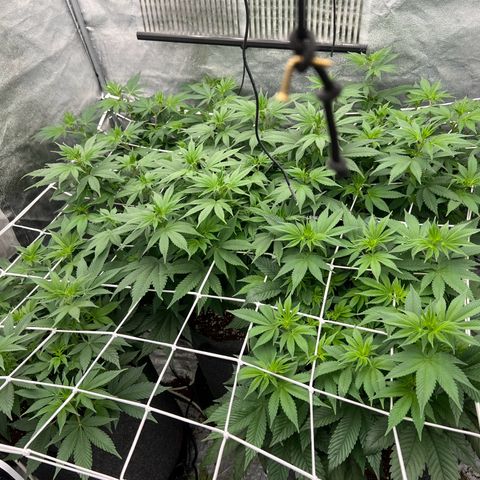 Mimosa x Orange Punch growlog timeline photo