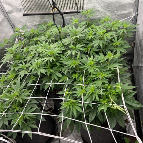 Mimosa x Orange Punch growlog timeline photo