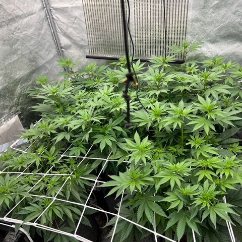 Mimosa x Orange Punch growlog timeline photo