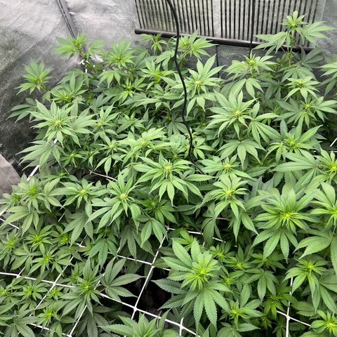 Mimosa x Orange Punch growlog timeline photo