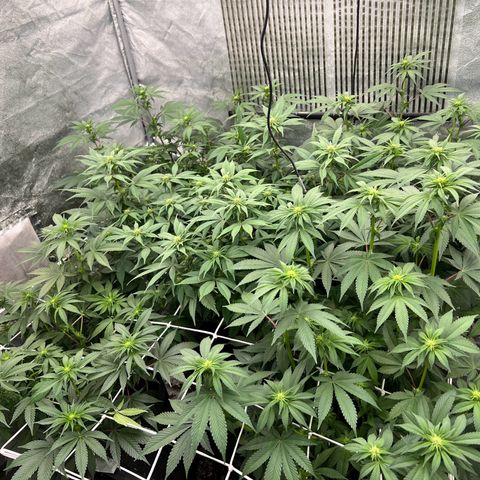 Mimosa x Orange Punch growlog timeline photo