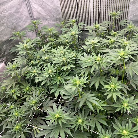 Mimosa x Orange Punch growlog timeline photo