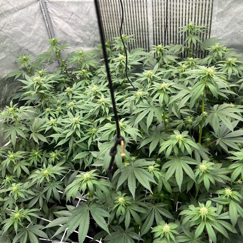Mimosa x Orange Punch growlog timeline photo