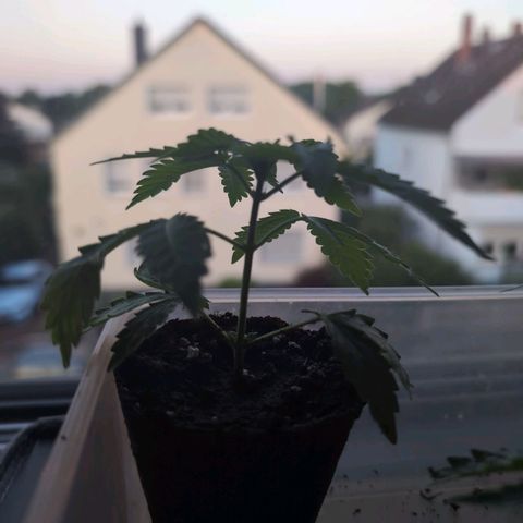 OG Kush growlog timeline photo