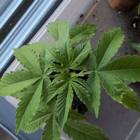 OG Kush growlog timeline photo
