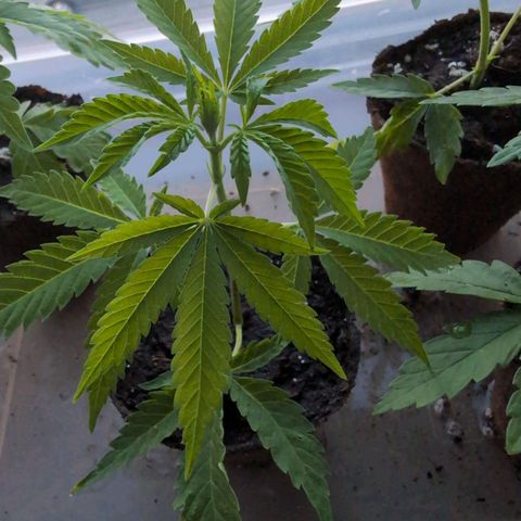 Blue Cheese growlog timeline photo
