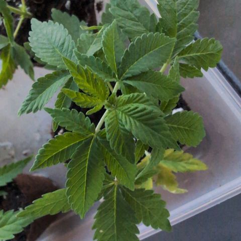 Sour Diesel growlog timeline photo