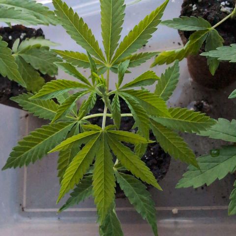 Blue Cheese growlog timeline photo