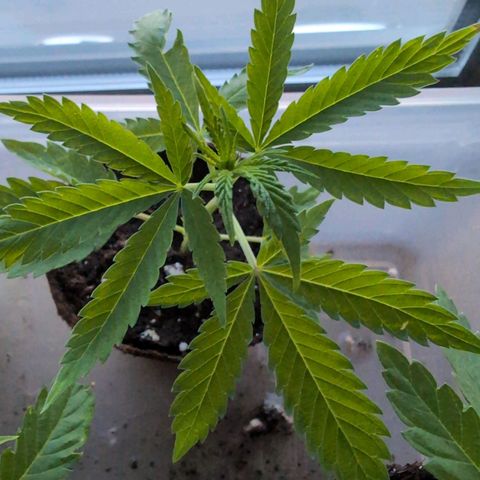 Lemon Shining Silver Haze growlog timeline photo