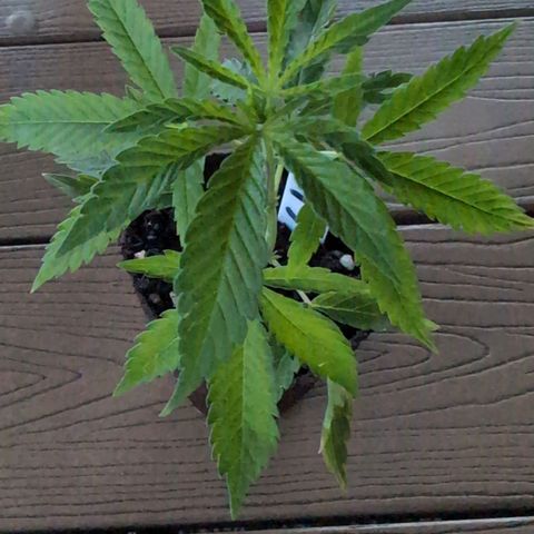 Lemon Shining Silver Haze growlog timeline photo