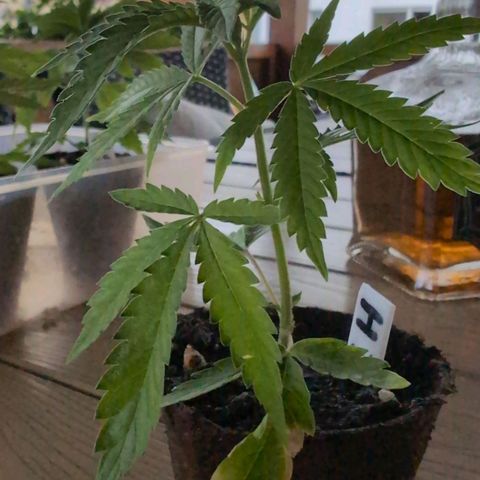 Lemon Shining Silver Haze growlog timeline photo