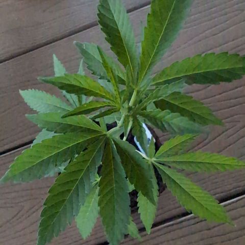Blue Cheese growlog timeline photo